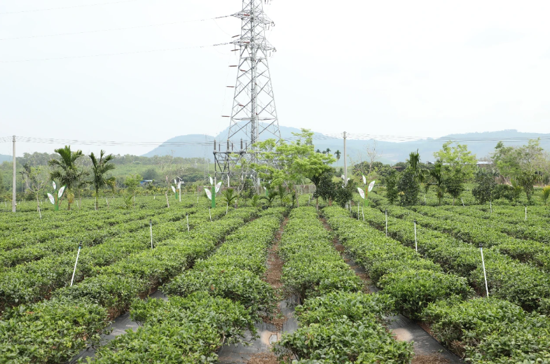 JN江南体育最新官网入口“两山”转化白沙样板丨白沙2家茶企20个茶叶产品获海南热(图1)