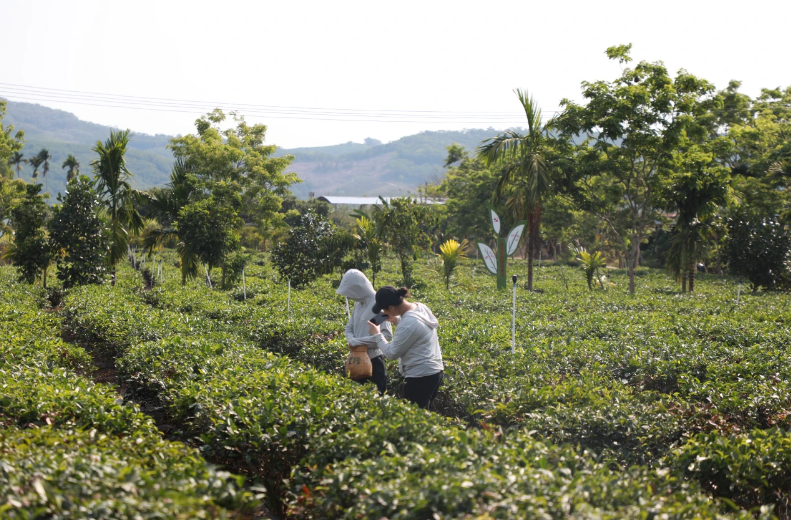 JN江南体育最新官网入口“两山”转化白沙样板丨白沙2家茶企20个茶叶产品获海南热(图2)